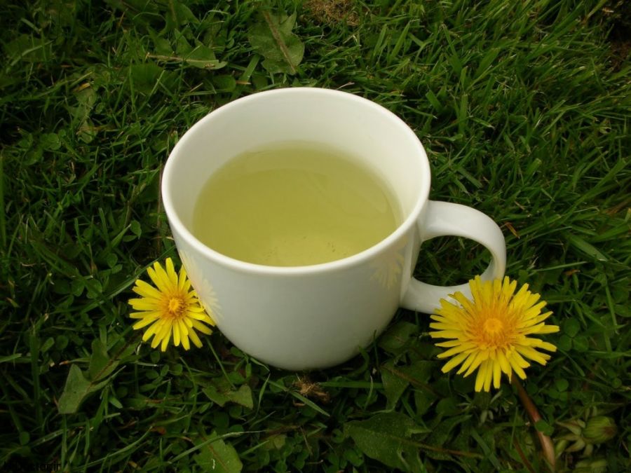 خواص قاصدک؛ ۱۵ خاصیت بی نظیر قاصدک و دمنوش قاصدک برای سلامتی (2 نکته مهم)