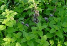 خواص معجزه آسای پونه کوهی (2 نکته مهم)