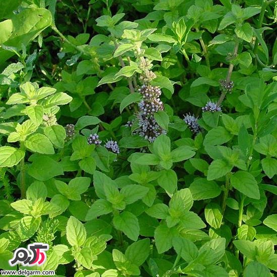 خواص معجزه آسای پونه کوهی (2 نکته مهم)