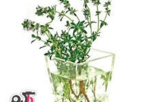 خواص و فواید دارویی و درمانی عرق آویشن (2 نکته مهم)