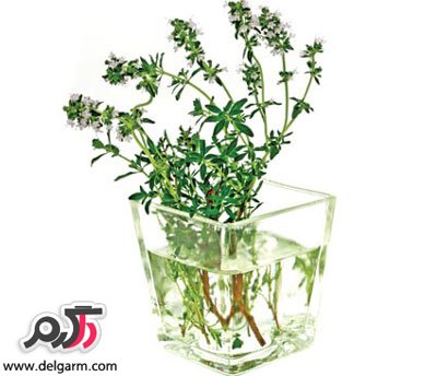 خواص و فواید دارویی و درمانی عرق آویشن (2 نکته مهم) خواص و فواید دارویی و درمانی عرق آویشن (2 نکته مهم)