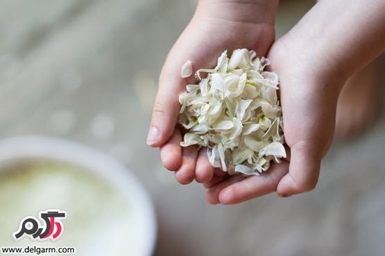 خواص و فواید دارویی و درمانی گل اقاقیا (2 نکته مهم) خواص و فواید دارویی و درمانی گل اقاقیا (2 نکته مهم)