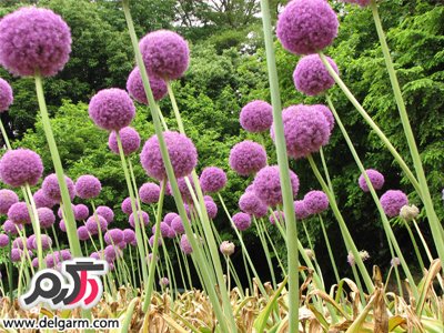 خواص و فواید گیاه والک از نظر طب سنتی (2 نکته مهم) خواص و فواید گیاه والک از نظر طب سنتی (2 نکته مهم)