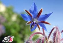 خواص گاوزبان همراه با نحوه تهیه کردن دمنوش آن (2 نکته مهم)