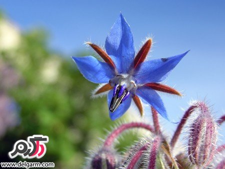 خواص گاوزبان همراه با نحوه تهیه کردن دمنوش آن (2 نکته مهم)