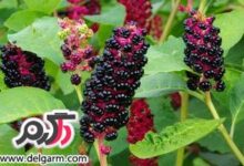 درباره سم السمك چه میدانید (2 نکته مهم)