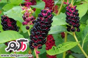 درباره سم السمك چه میدانید (2 نکته مهم) درباره سم السمك چه میدانید (2 نکته مهم)