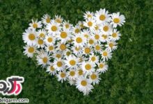 درمان سینوزیت با دمنوش گل بابونه همراه با خواص آن (2 نکته مهم)