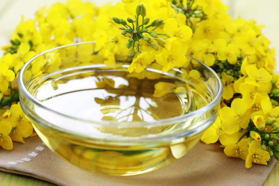 روغن کانولا چیست؟ تفاوت کانولا و کلزا (2 نکته مهم)