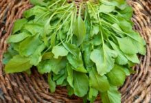 سبزی شاهی چه خاصیتی دارد؟ (2 نکته مهم)