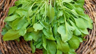 سبزی شاهی چه خاصیتی دارد؟ (2 نکته مهم)