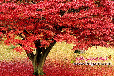 طالع بینی سلامت متولدين پاییز (2 نکته مهم)