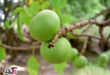 عوارض و خطرات استفاده بعضی از گیاهان دارویی (2 نکته مهم)