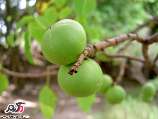 عوارض و خطرات استفاده بعضی از گیاهان دارویی (2 نکته مهم)