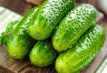 فرق بین خیار جالیز و گلخانه ای در چیست؟ (2 نکته مهم)