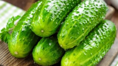 فرق بین خیار جالیز و گلخانه ای در چیست؟ (2 نکته مهم)