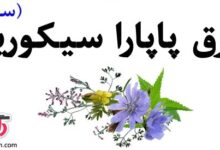 فواید بی نظیر عرق پاپارا سیکوریا (درمان و پاکسازی کبد چرب) (2 نکته مهم)