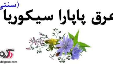 فواید بی نظیر عرق پاپارا سیکوریا (درمان و پاکسازی کبد چرب) (2 نکته مهم)