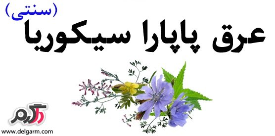 فواید بی نظیر عرق پاپارا سیکوریا (درمان و پاکسازی کبد چرب) (2 نکته مهم)