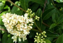 فواید دارویی و درمانی برگ نو (2 نکته مهم)