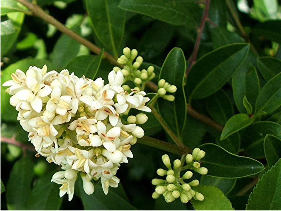 فواید دارویی و درمانی برگ نو (2 نکته مهم) فواید دارویی و درمانی برگ نو (2 نکته مهم)