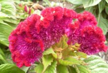 فواید دارویی و درمانی گل تاج خروس (2 نکته مهم)