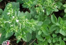 فواید دارویی و درمانی گیاه استویا (2 نکته مهم)