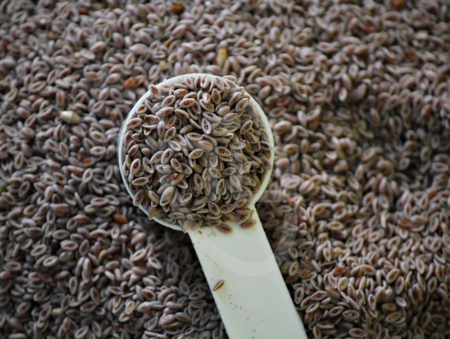 فواید دارویی و درمانی گیاه اسفرزه و تاثیر این گیاه برای لاغری (2 نکته مهم)