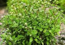 قبل از مصرف خودسرانه دم نوش ها خواص آنها را بدانید  (2 نکته مهم)