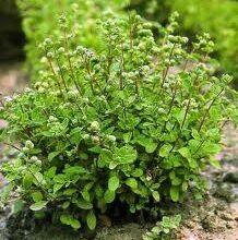 قبل از مصرف خودسرانه دم نوش ها خواص آنها را بدانید  (2 نکته مهم)