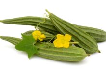 قنطوریون صغیر : ۲۷ خاصیت دارویی و درمانی گیاه لوفا (2 نکته مهم)