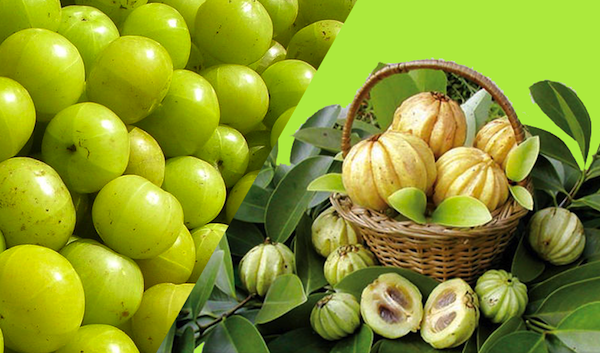 لاغری و کاهش وزن با گارسینیا کامبوجیا (2 نکته مهم)
