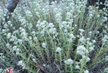 معجزات گیاه کلپوره (مریم نخودی) از دیدگاه در طب سنتی  (2 نکته مهم)