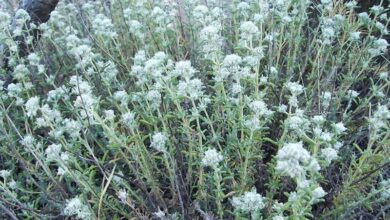 معجزات گیاه کلپوره (مریم نخودی) از دیدگاه در طب سنتی  (2 نکته مهم)