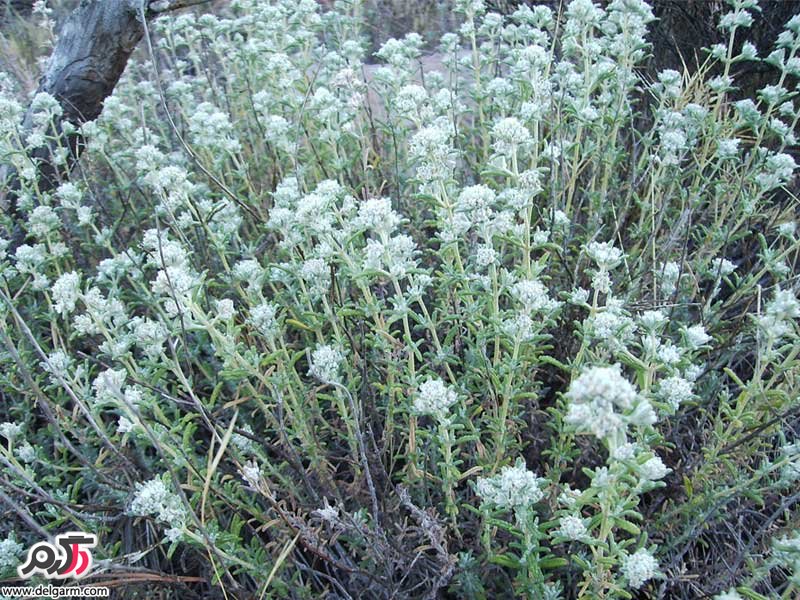 معجزات گیاه کلپوره (مریم نخودی) از دیدگاه در طب سنتی  (2 نکته مهم)