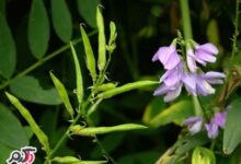 معجزه گیاه درمانی گالگا (2 نکته مهم)