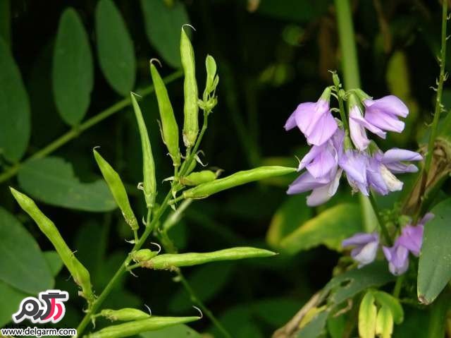 معجزه گیاه درمانی گالگا (2 نکته مهم) معجزه گیاه درمانی گالگا (2 نکته مهم)