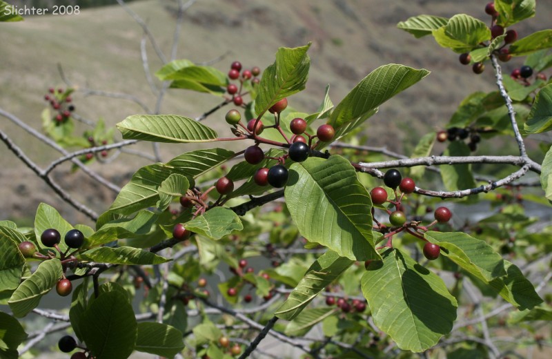 گیاه دارویی ارجنگ (2 نکته مهم) گیاه دارویی ارجنگ (2 نکته مهم)