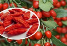 گیاه پرفایده گوجی بری چیست + ۱۳ خاصیت عالی گوجی‌ بری (2 نکته مهم)