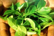 گیاهانی که سلول های سرطانی را از بین می برد  (2 نکته مهم)