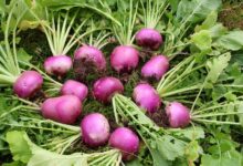 ۱۰ خاصیت شگفت انگیز برگ شلغم (2 نکته مهم)
