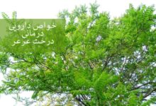 ۱۵ خاصیت دارویی درمانی درخت عَرعَر (آیلان) (2 نکته مهم)