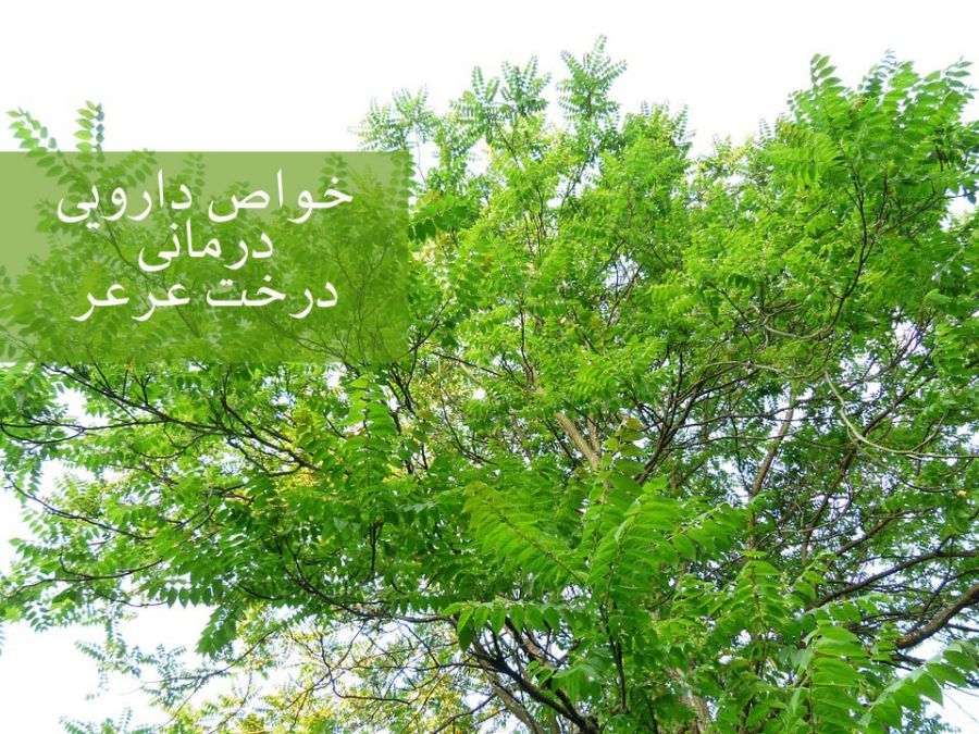 ۱۵ خاصیت دارویی درمانی درخت عَرعَر (آیلان) (2 نکته مهم) ۱۵ خاصیت دارویی درمانی درخت عَرعَر (آیلان) (2 نکته مهم)