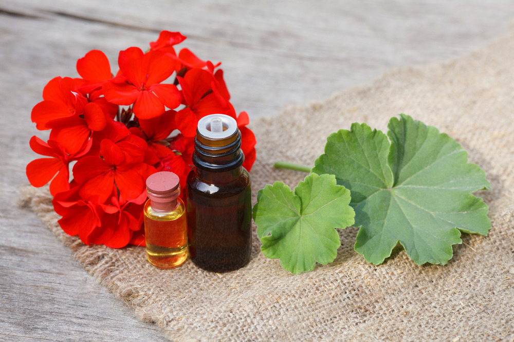 ۳۰ خاصیت اثبات شده روغن شمعدانی برای سلامت بدن (2 نکته مهم) ۳۰ خاصیت اثبات شده روغن شمعدانی برای سلامت بدن (2 نکته مهم)