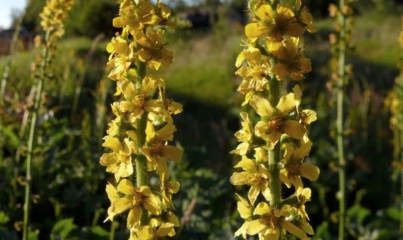 ۷ خاصیت استثنایی آگریمونیا برای درمان بیماری ها (2 نکته مهم) ۷ خاصیت استثنایی آگریمونیا برای درمان بیماری ها (2 نکته مهم)