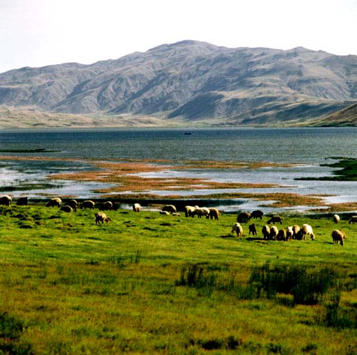آشنایی با تالاب گندمان بروجن دارای پرندگان کمیاب (+ تصاویر)