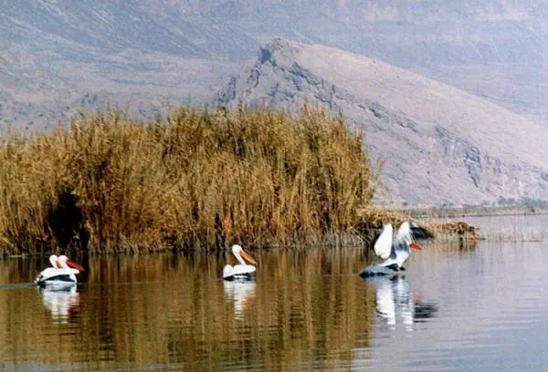 تنوع زیستی دریاچه پریشان