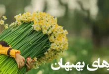 آشنایی با نرگس زارهای بهبهان