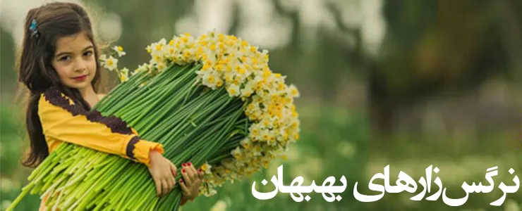 آشنایی با نرگس زارهای بهبهان (+ تصاویر) آشنایی با نرگس زارهای بهبهان