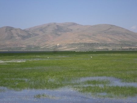 آشنایی با تالاب گندمان